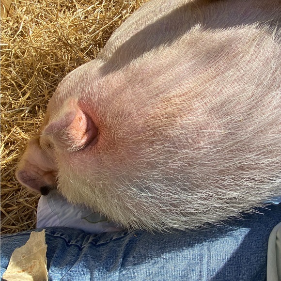 Meet your Posher, Dana & Jack - Picture 6 of 14